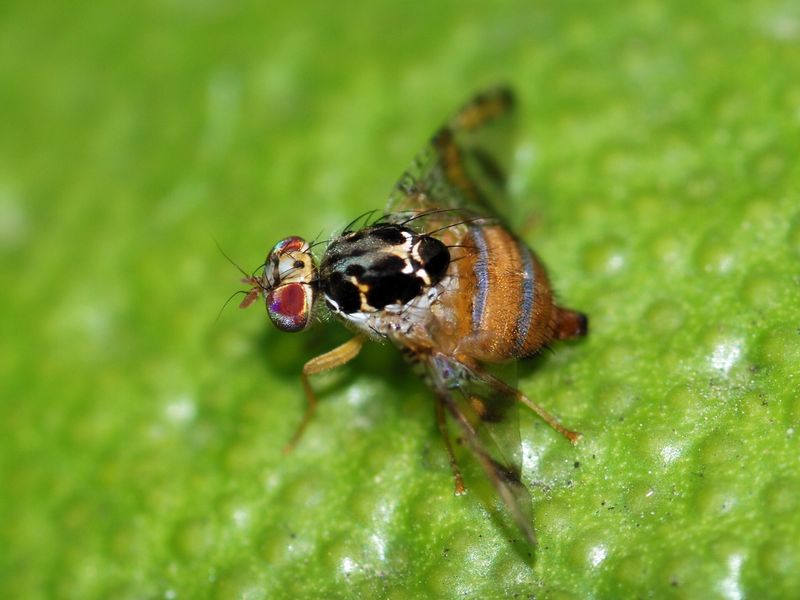 Female Mediterranean fruit fly (Ceratitis capitata)