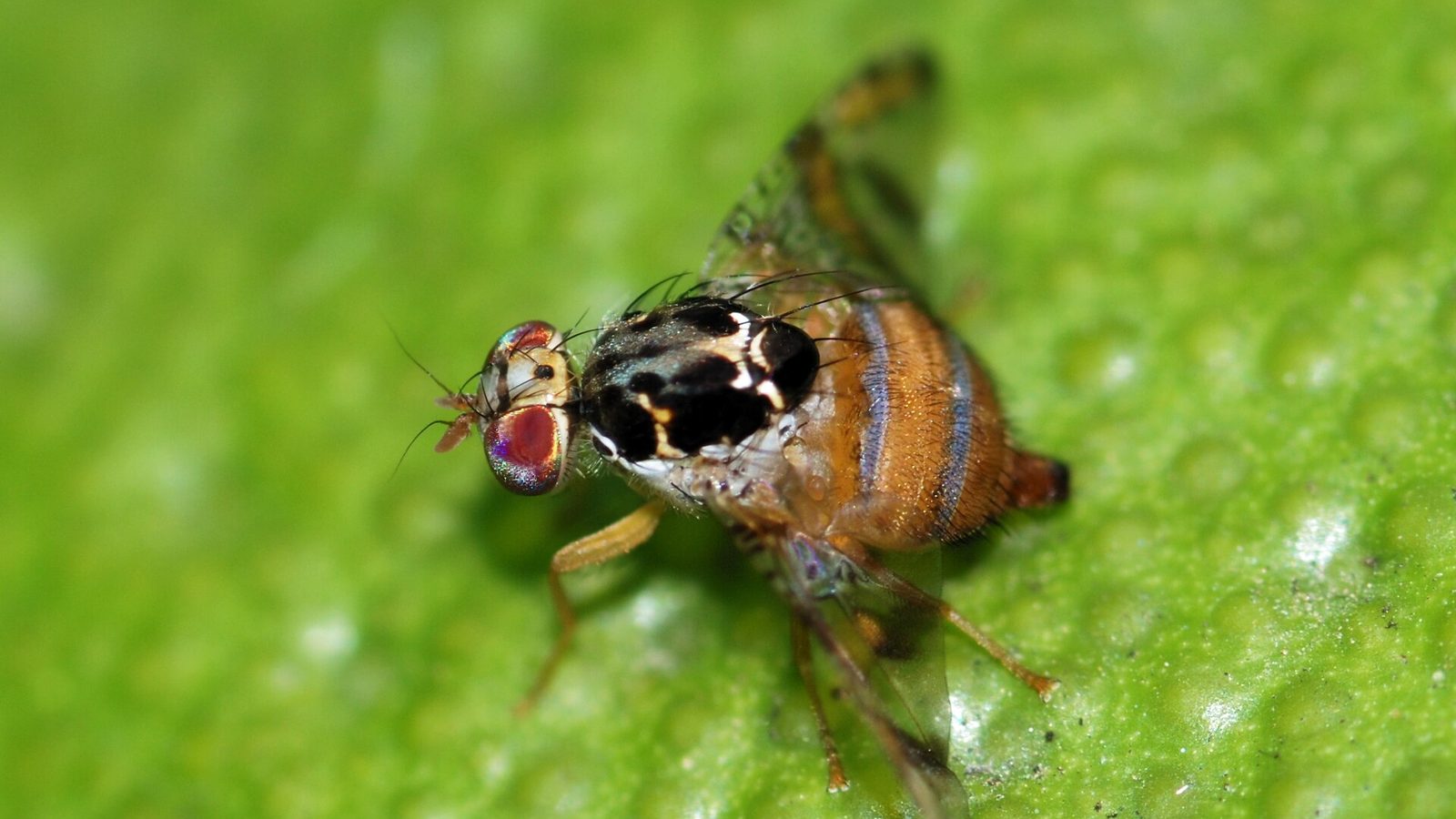 Female Mediterranean fruit fly (Ceratitis capitata)
