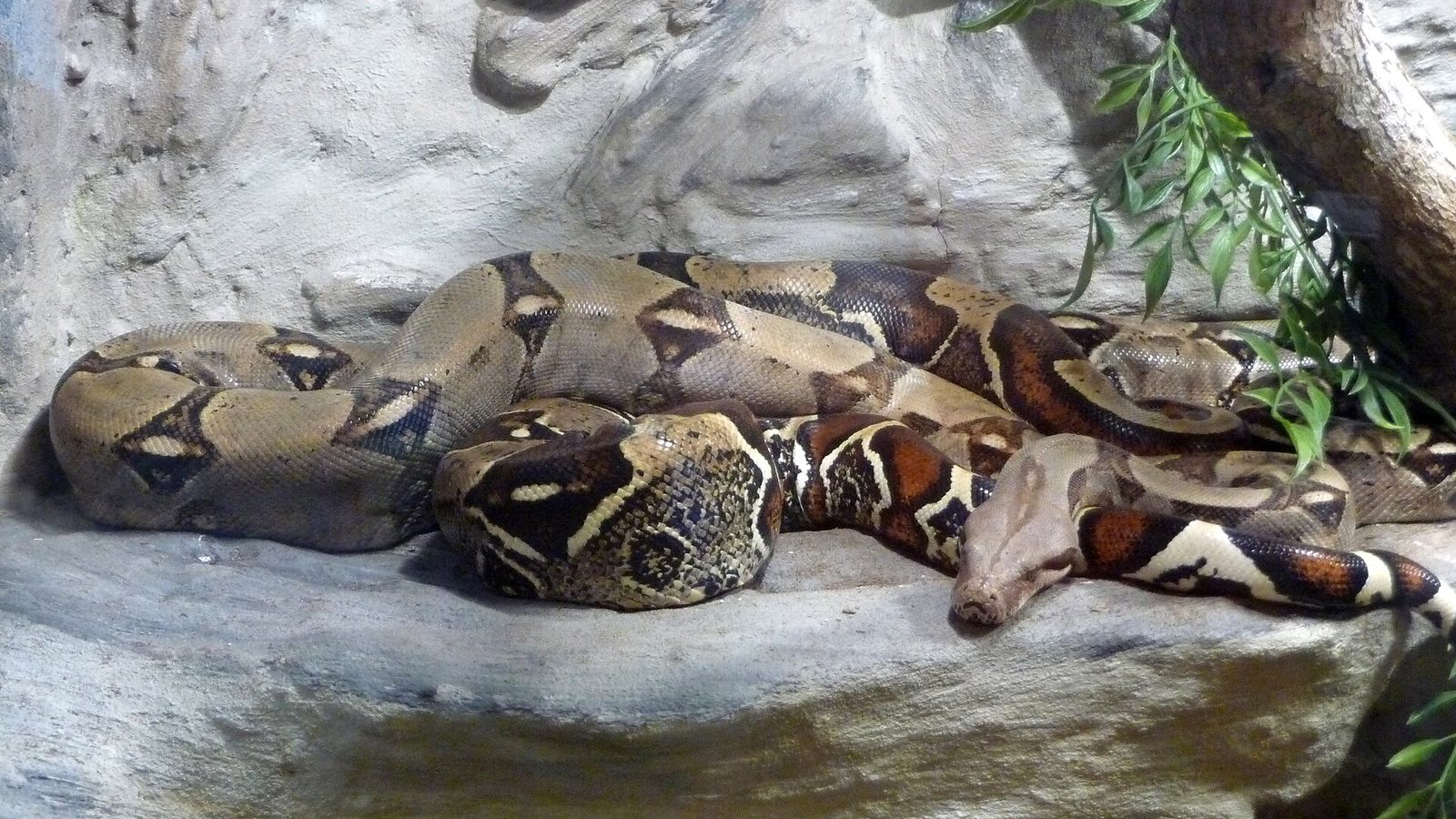 Boa constrictor