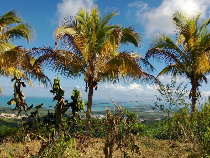 View of Machos in Ceiba, Puerto Rico