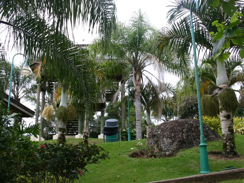 Palm trees in Aibonito, Puerto Rico