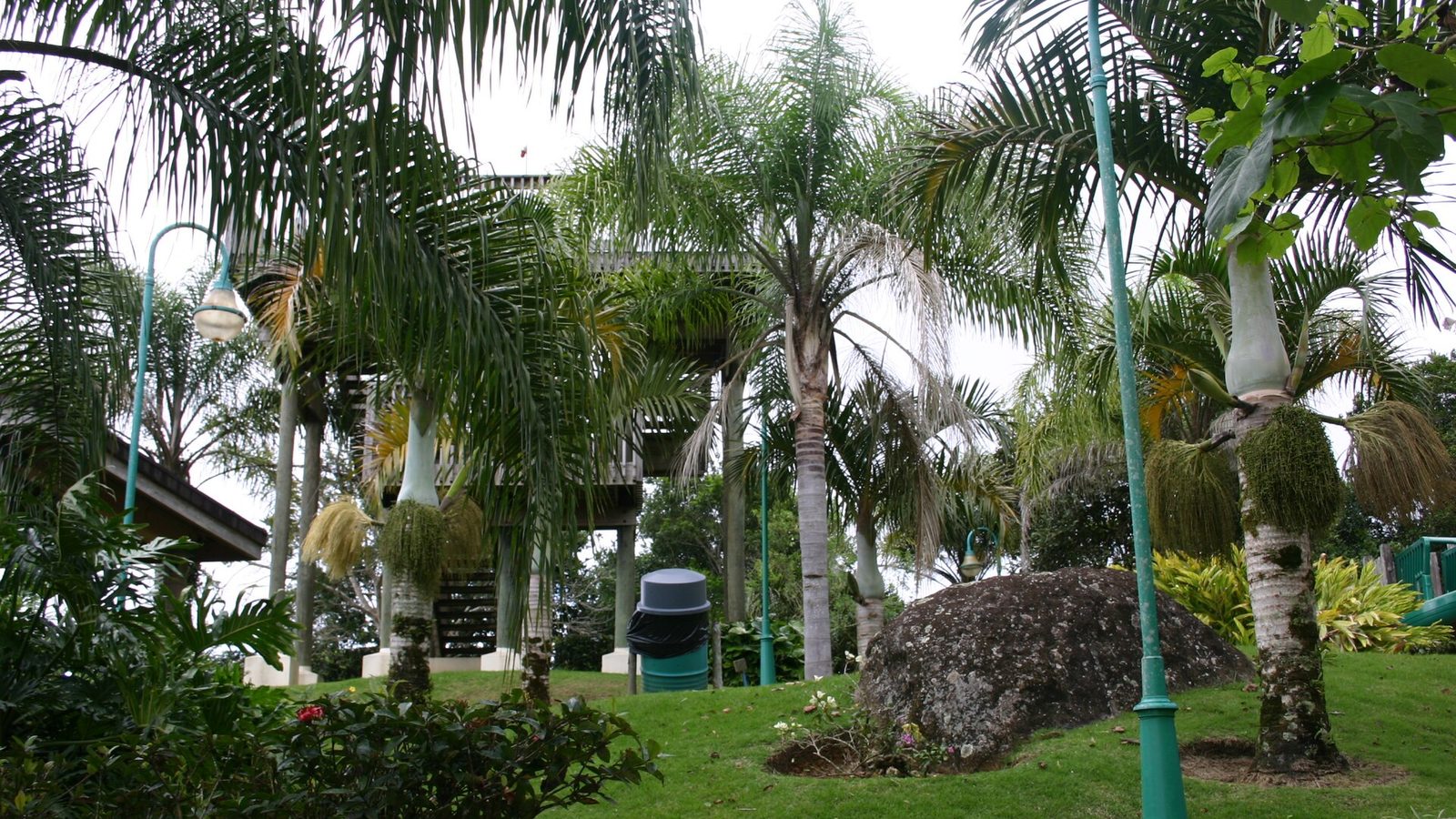 Palm trees in Aibonito, Puerto Rico