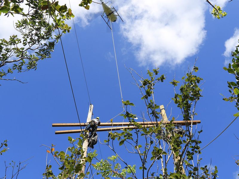 A transmission line in the Guánica State Forest
