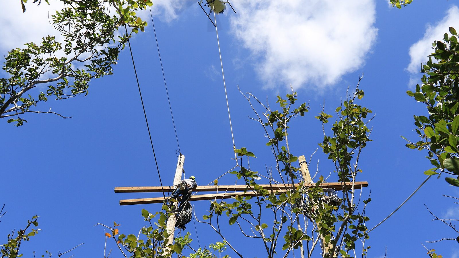 Una línea de transmisión eléctrica en el Bosque Estatal de Guánica