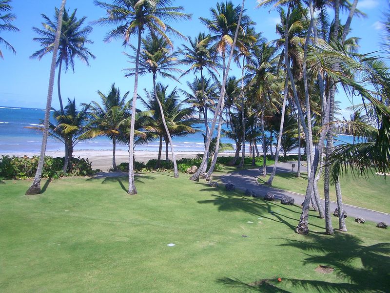 Palm trees along a fairway at TPC Dorado Beach, Dorado
