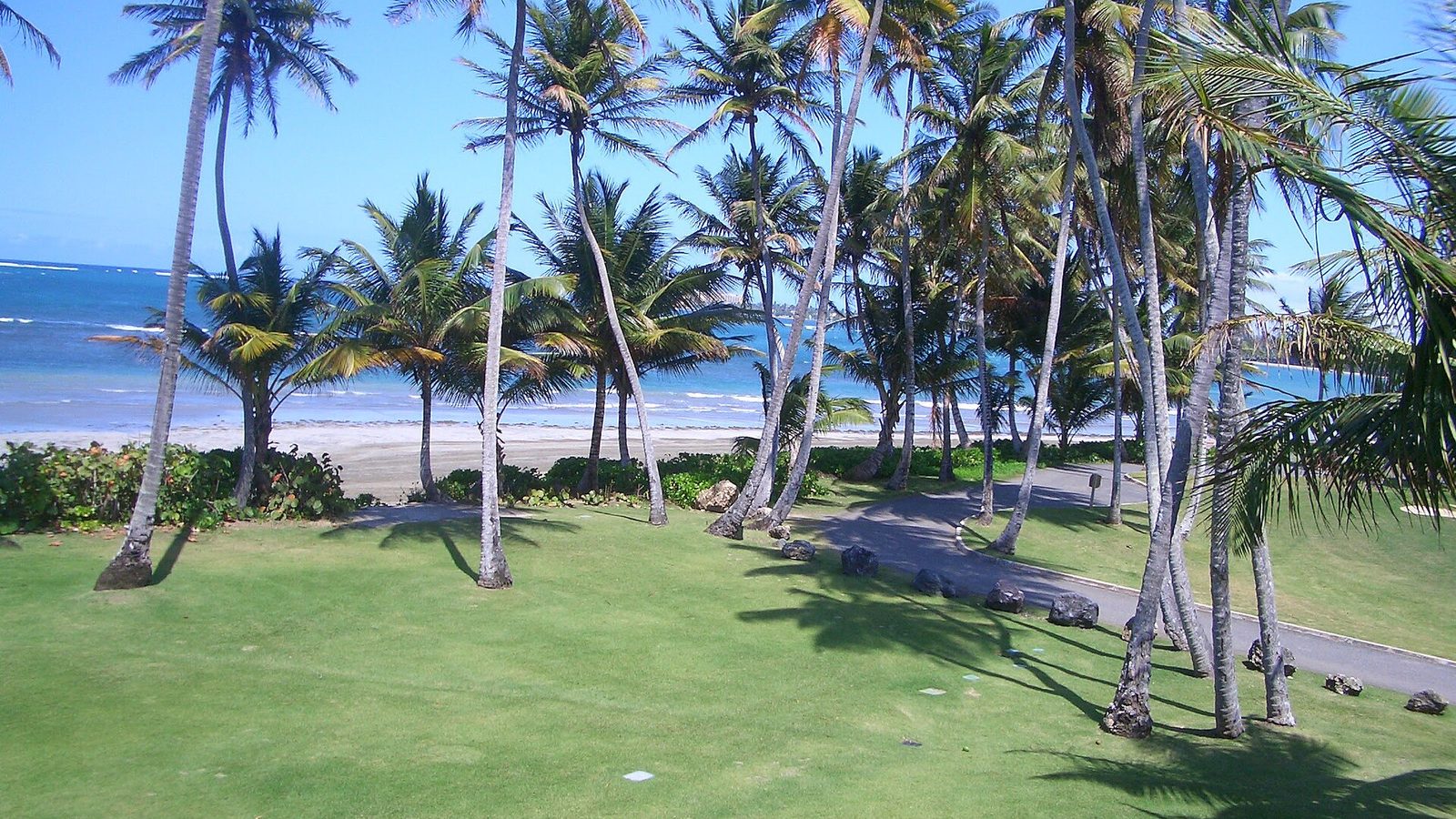 Palm trees along a fairway at TPC Dorado Beach, Dorado