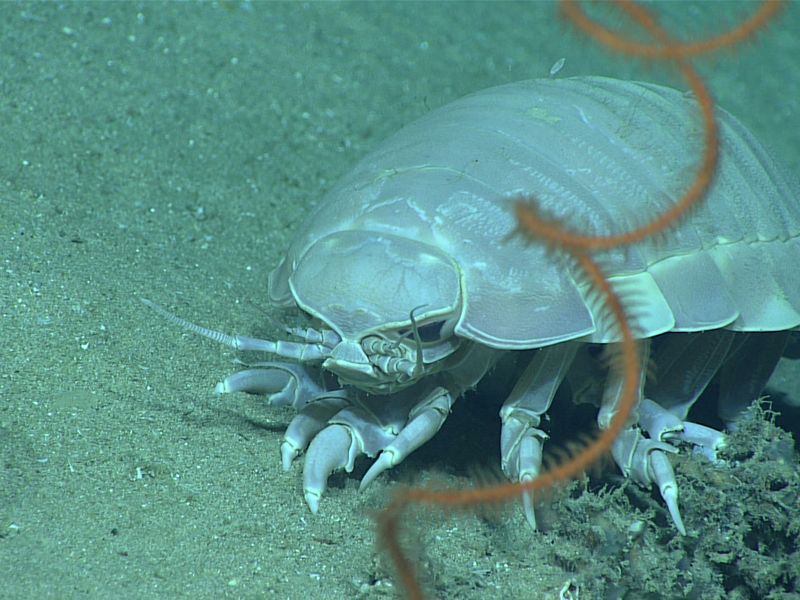 Giant deep-sea isopod Bathynomus giganteus