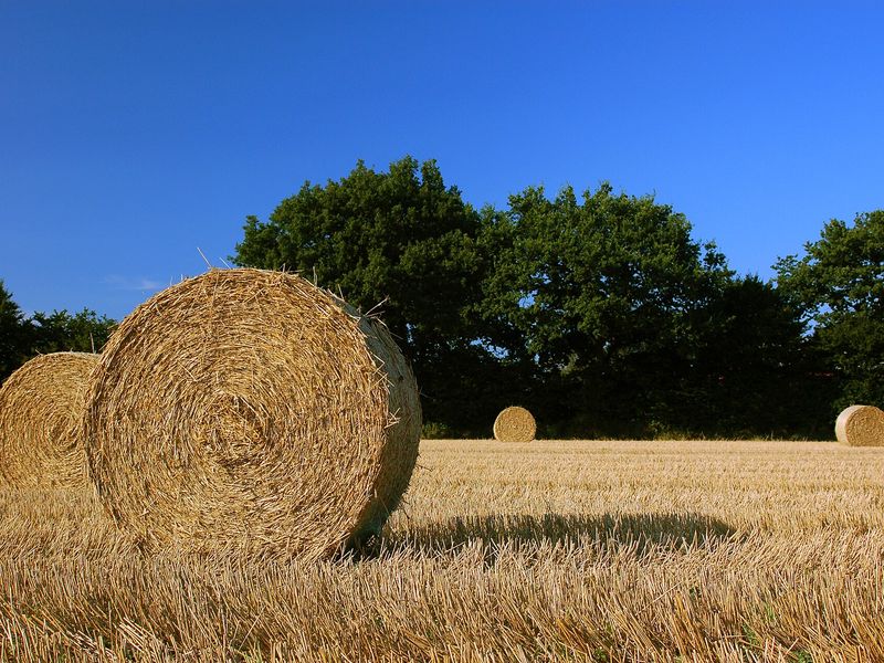 Round straw bales in a harvested field