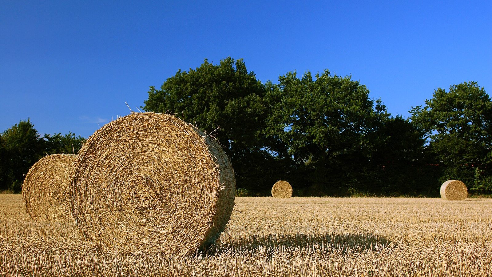 Round straw bales in a harvested field