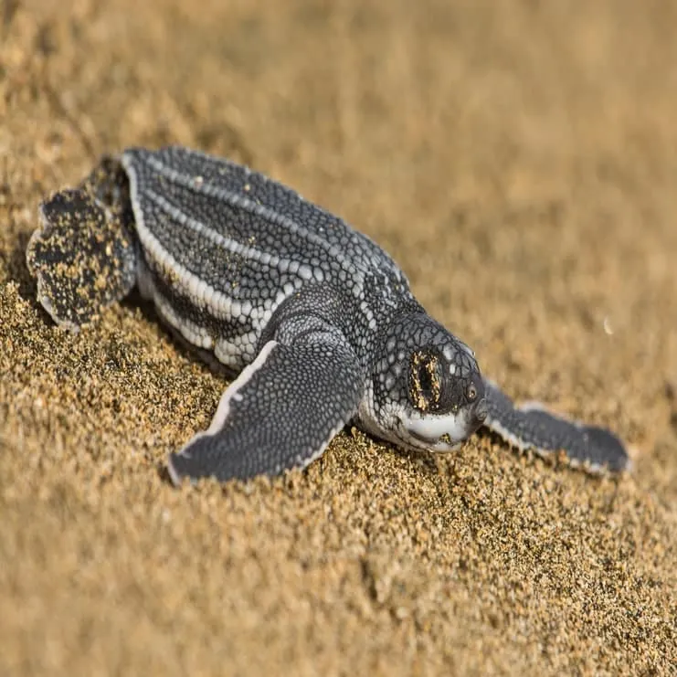 imagen de una tortuga marina