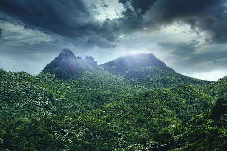 imagen de bosque de montaña