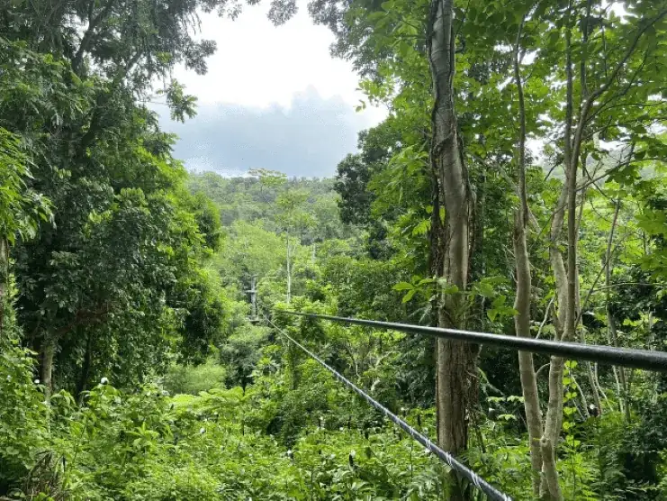 Vista de El Yunque desde JungleQui