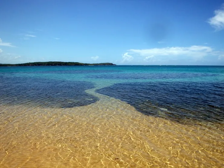 imagen de playa con camino de algas