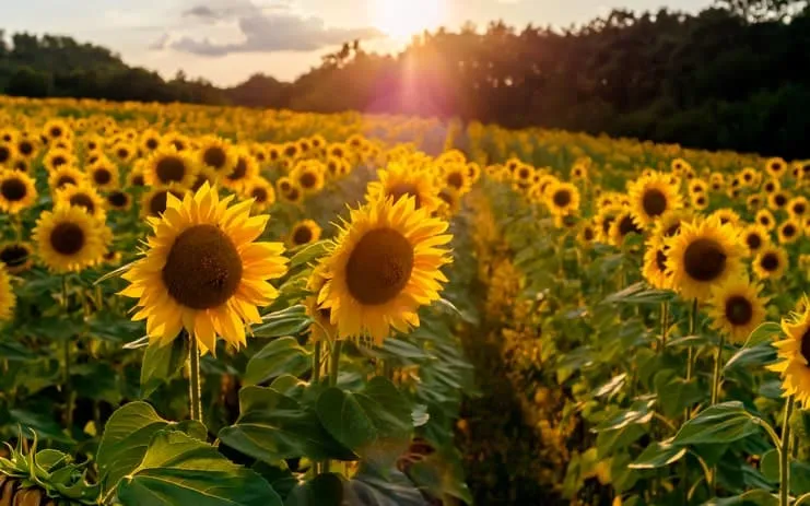 imagen de una finca de girasoles