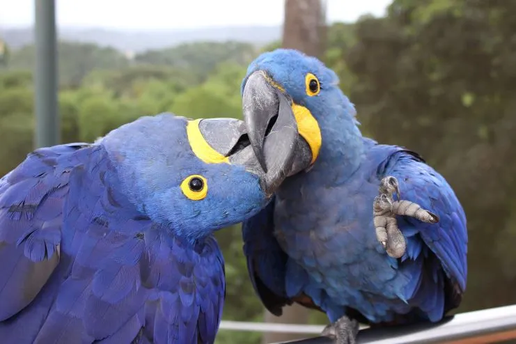 imagen de un par de guacamayos azules en el aviario