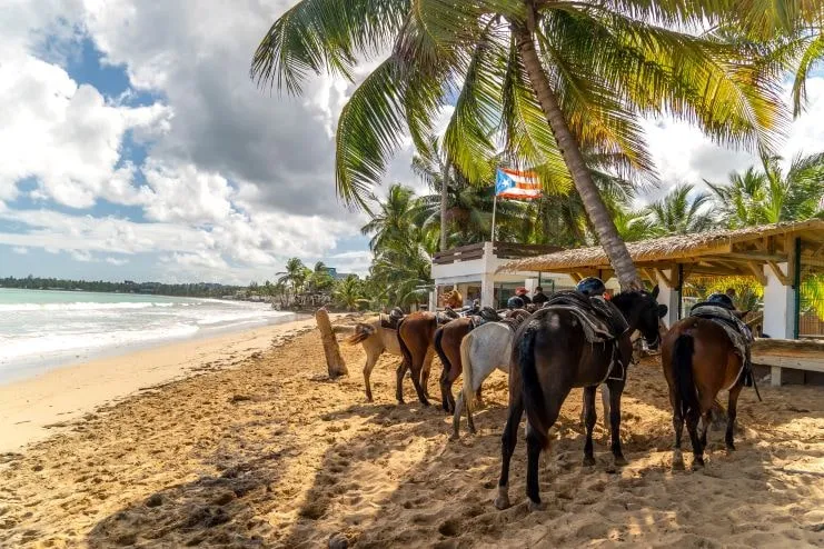 imagen de los caballos en Hacienda Carabalí