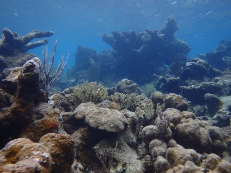 imagen de un arrecife de coral