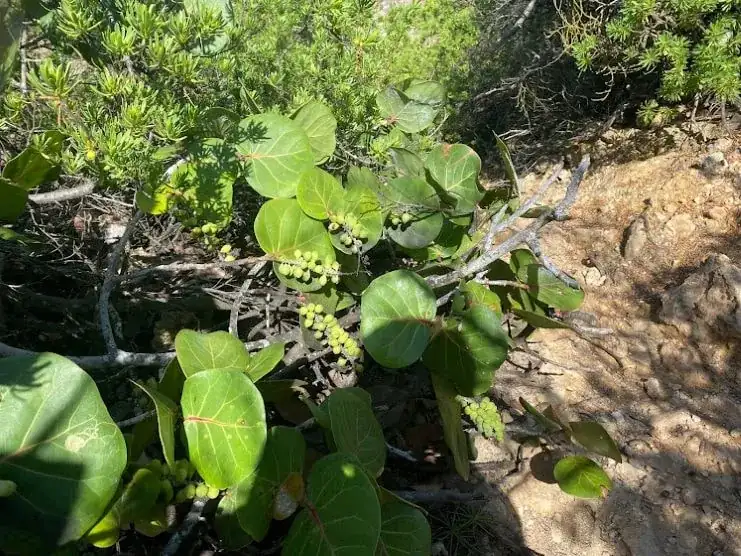 Uvas playeras en el sendero a Survival Beach