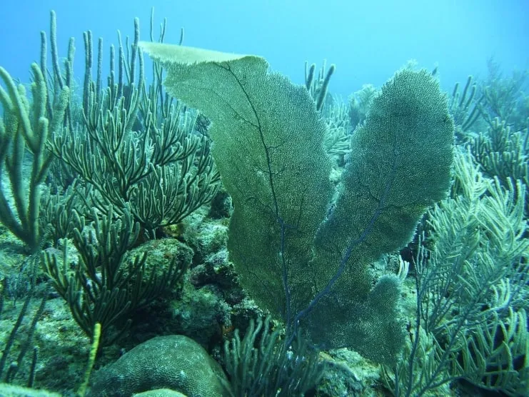 imagen de arrecifes de coral