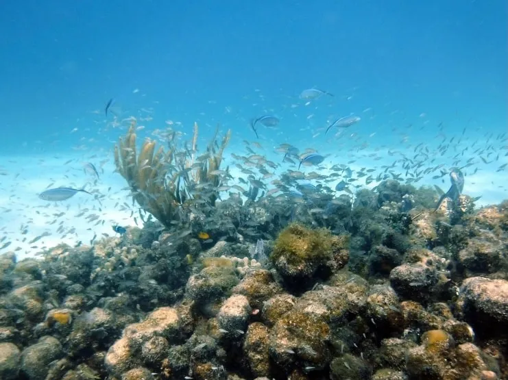imagen de arrecifes de coral y peces