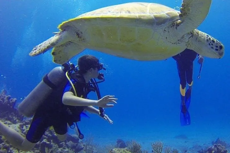 imagen de una tortuga marina gigante