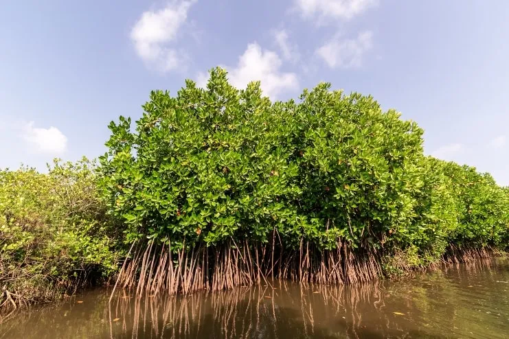 Manglar en Culebra