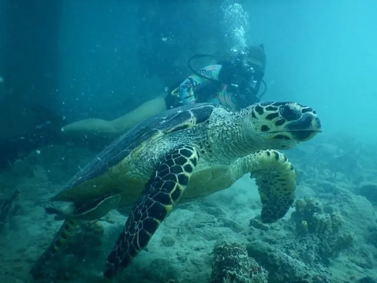 imagen de una tortuga marina