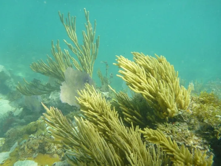 imagen de playa La Chiva, Vieques