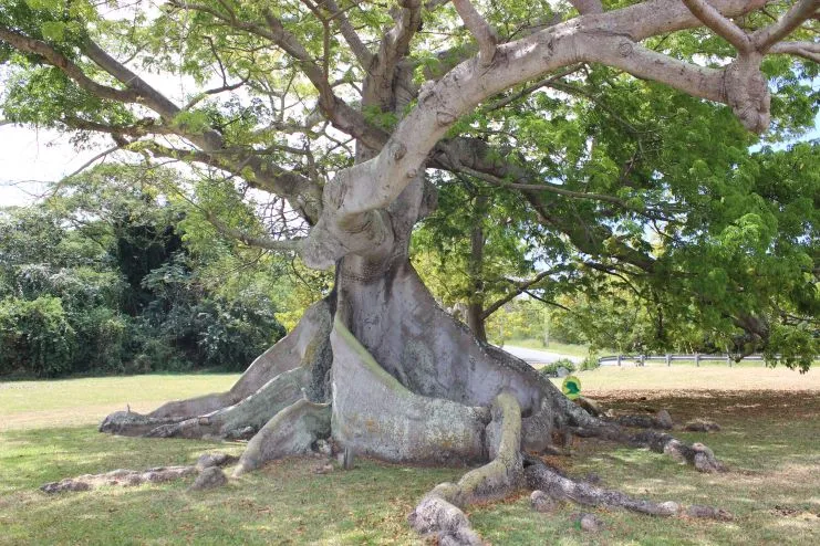 image of the oldest Ceiba Tree in Vieques