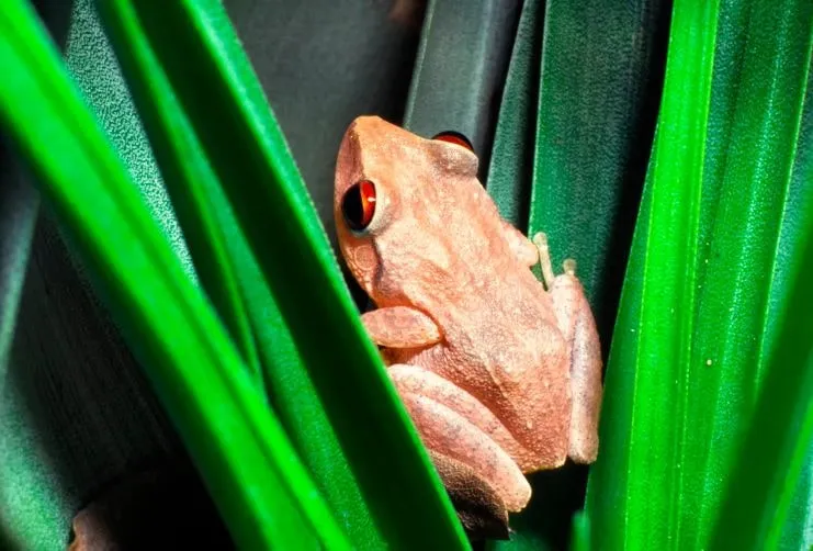 imagen de un coquí que puedes ver en El Yunque