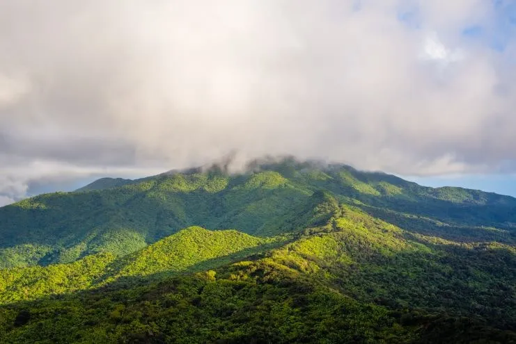 Copa de los árboles en El Yunque