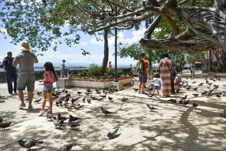 Visitantes y palomas en una plaza arbolada del Viejo San Juan