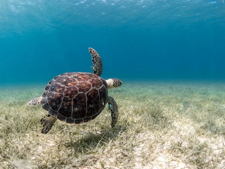 Tortuga verde nadando