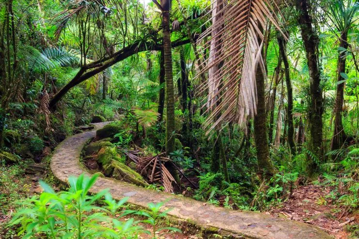 imagen de un sendero selvático a través del Bosque Nacional El Yunque