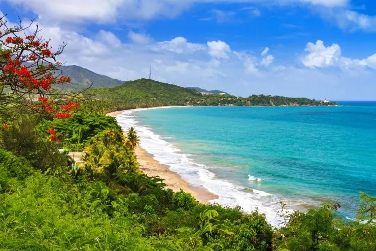 Flamboyanes en flor cerca de una playa de Puerto Rico