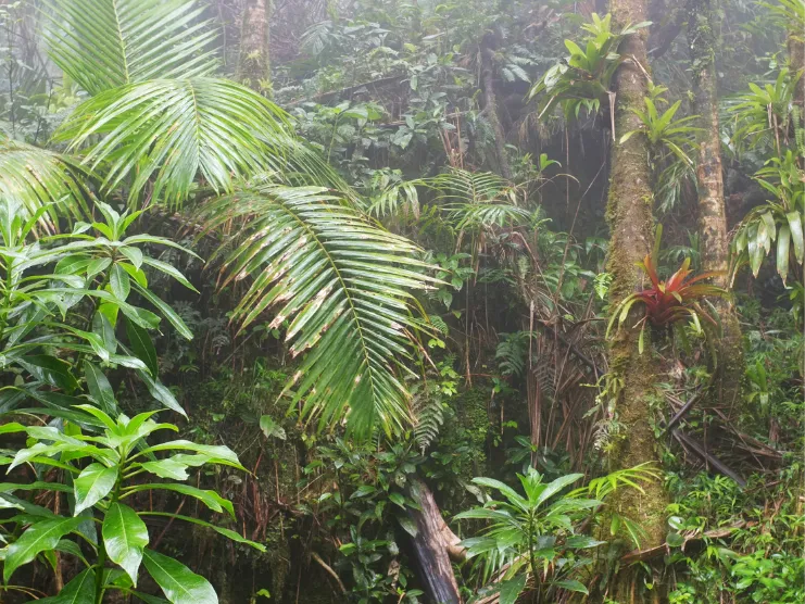 Vegetación de El Yunque cubierta de neblina después de la lluvia