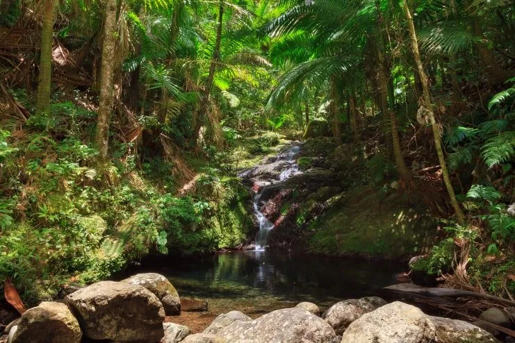 imagen de una pequeña cascada en El Yunque