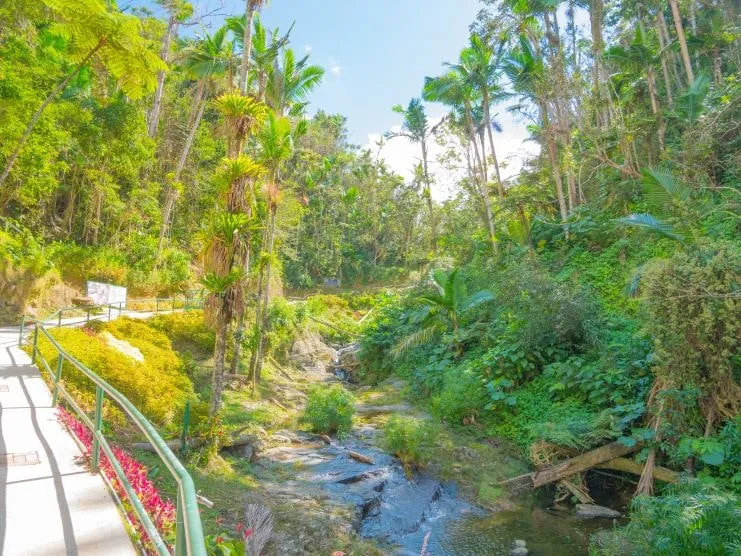 imagen del Bosque Estatal de Toro Negro