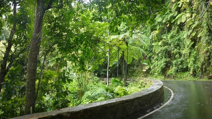 imagen de la carretera serpenteante por El Yunque