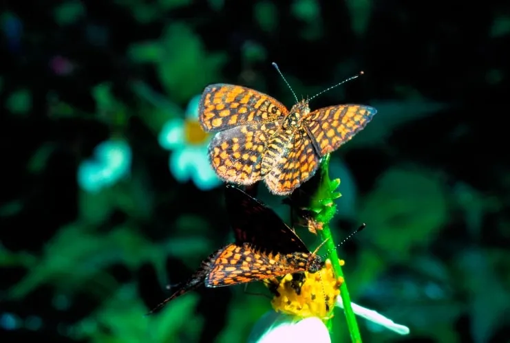image of an Antillean crescent butterfly