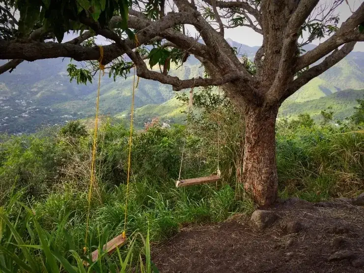 imagen del Árbol Solitario