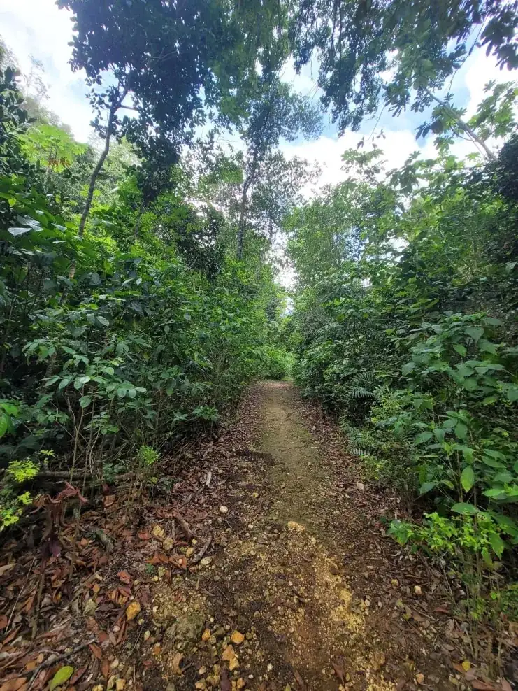 imagen del Bosque Estatal de Cambalache