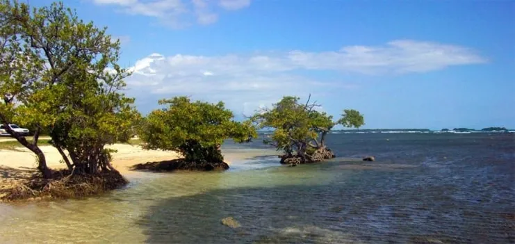 imagen de mar con manglares