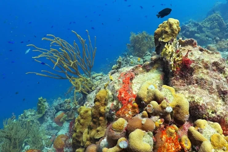 Arrecife de coral con peces