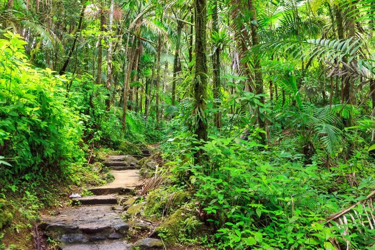 image of a jungle trail in El Yunque