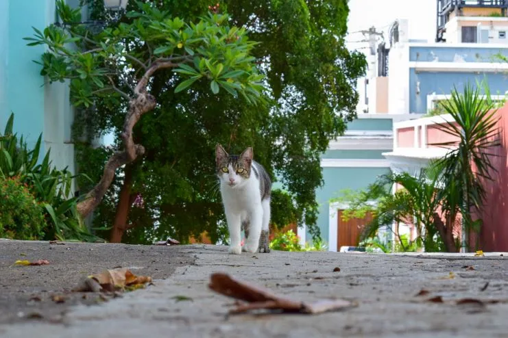 imagen de un gato