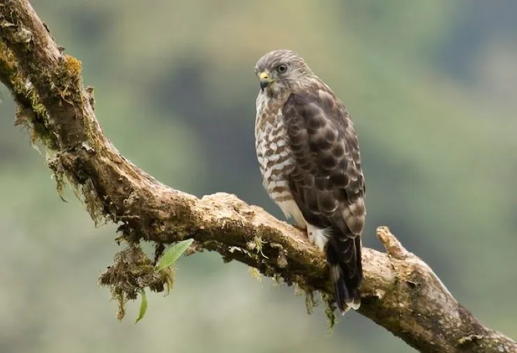 image of forest Guaraguao