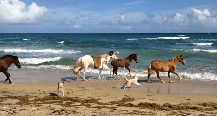 Caballos sueltos en una playa de Vieques