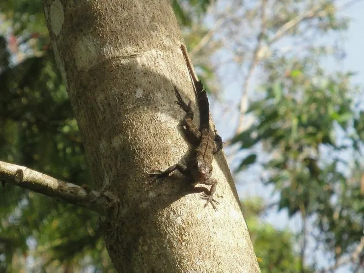 image of lizard found in Toro Negro