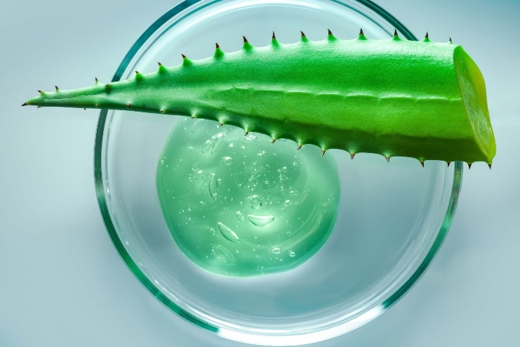 image of aloe vera